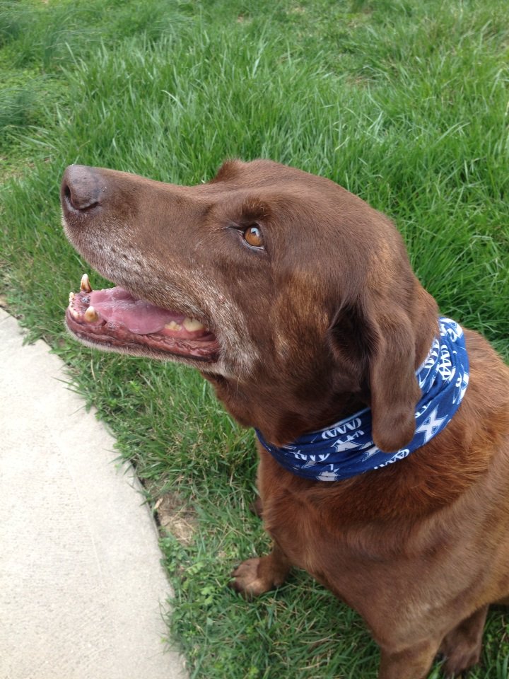 deddens7's tweet photo. #nationalpuppyday waiting for Lauren to get home from XU for Easter break @XavierUniv https://t.co/qsEx0iqOJS