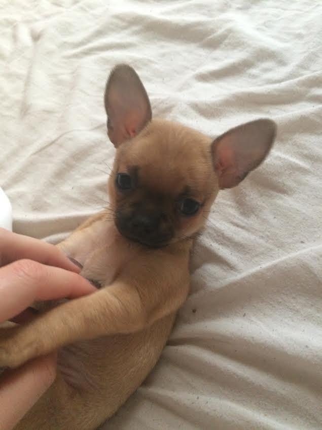 Milestone381's tweet photo. Welcome Princess, Our sales negotiatiors teacup chug puppy. #howadorable #NationalPuppyDay https://t.co/BYa4jp1JYK