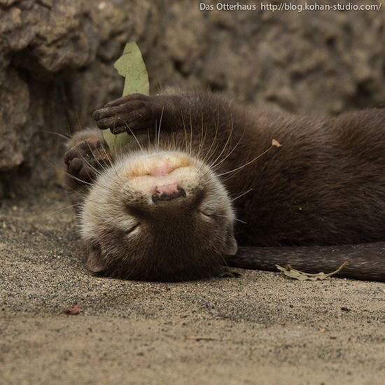 Simsala1511's tweet photo. @humbleproducer Bed time
#Otter #AttackOfTheCute https://t.co/gQvmHJa9gq