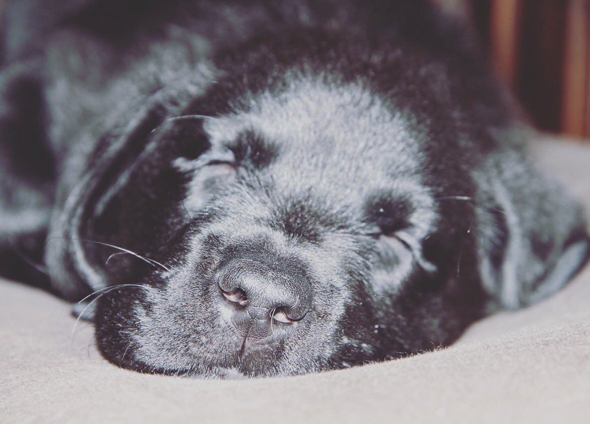 byangelaprice's tweet photo. #NationalPuppyDay https://t.co/jwzm1uxYLt