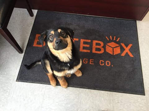BRITEBOXStorage's tweet photo. Happy #NationalPuppyDay! Dexter our super soft @NHDRSaskatoon puppy says hi #yxe #NewHopeDogRescue #Briteboxstorage https://t.co/iCitrS0yon