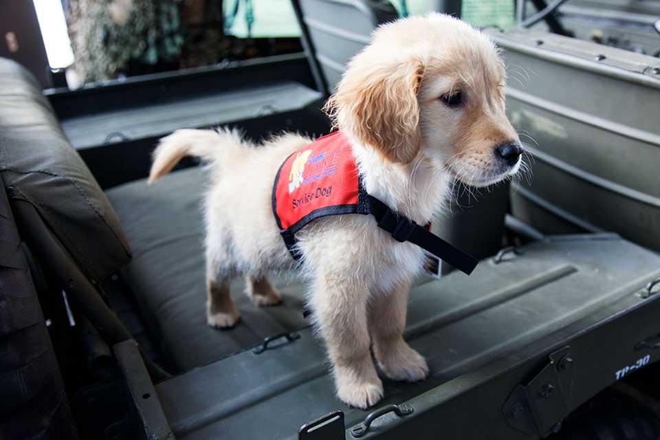all about service dogs