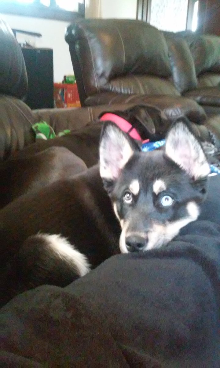 jonesnicoleiam's tweet photo. Happy #NationalPuppyDay to both my doggies! #huskylab #pointerlab https://t.co/SfbZFOCvPA