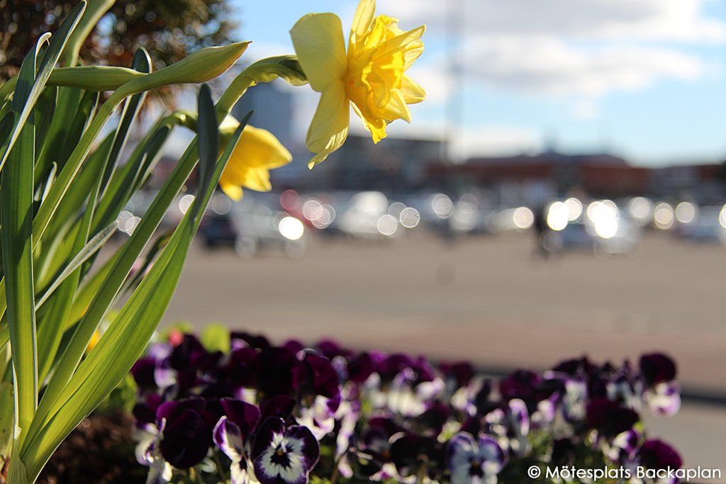Härliga vårblommor vi har på Backaplan.