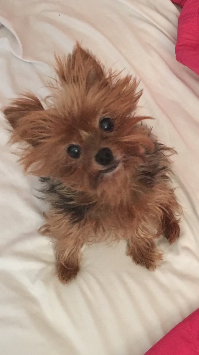 danielleinks13's tweet image. #JavaBean on #internationalpuppyday #dogsoftwitter #Yorkie #yorkiesarethebest #adorable