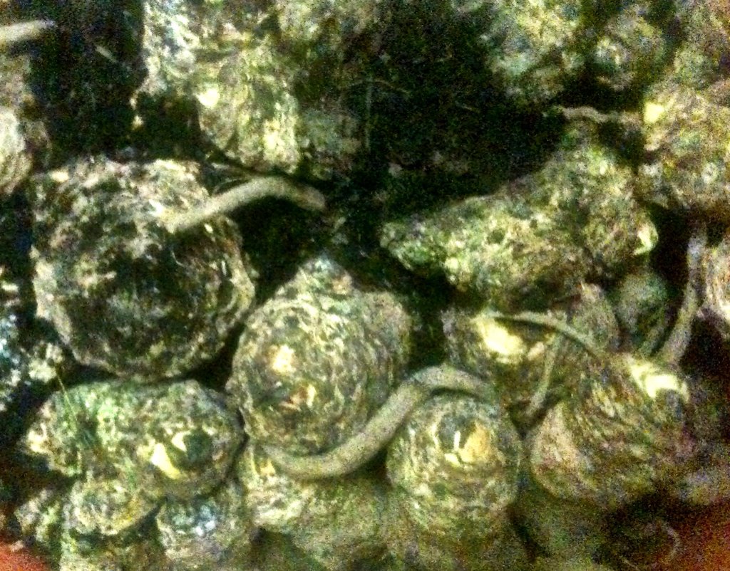 sweetpeasalads's tweet photo. The little seen life cycle of home #Seakale cultivation #GrowingExperiments https://t.co/CGNiwkQGoB