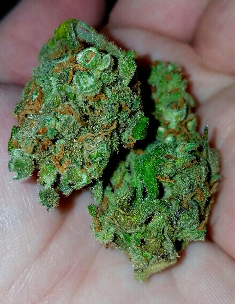 St0neyTurtle's tweet photo. Blessing your timeline with these beautiful nugs #weedporn #420blazeit #420 #weed #dank #FeelTheBern https://t.co/JeLTYfufde