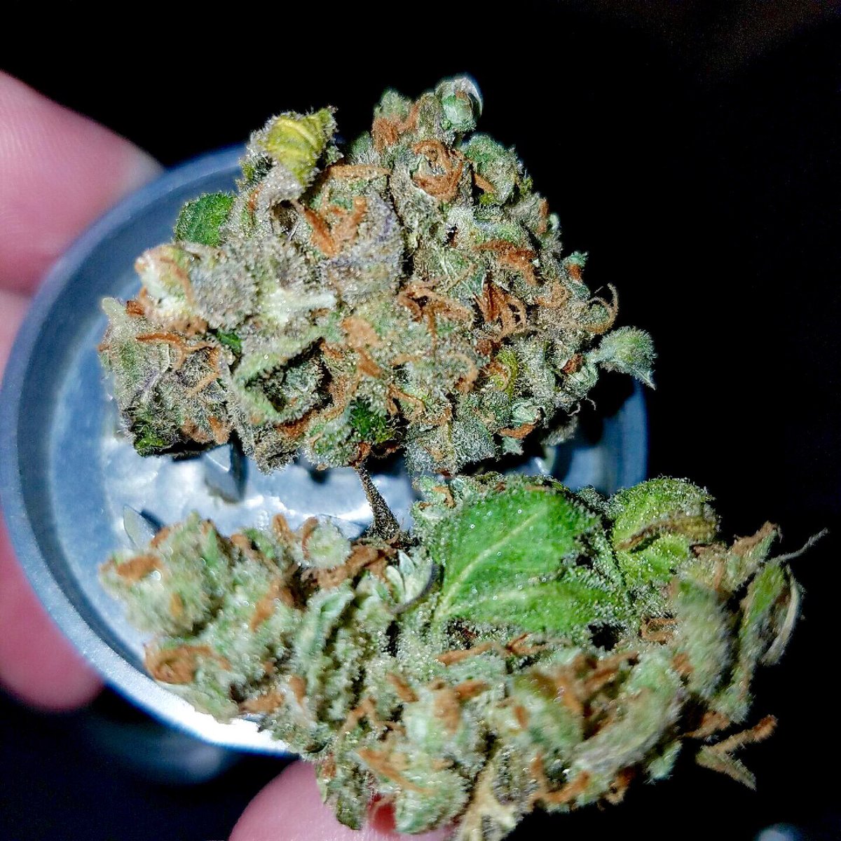 St0neyTurtle's tweet photo. Blessing your timeline with these beautiful nugs #weedporn #420blazeit #420 #weed #dank #FeelTheBern https://t.co/JeLTYfufde