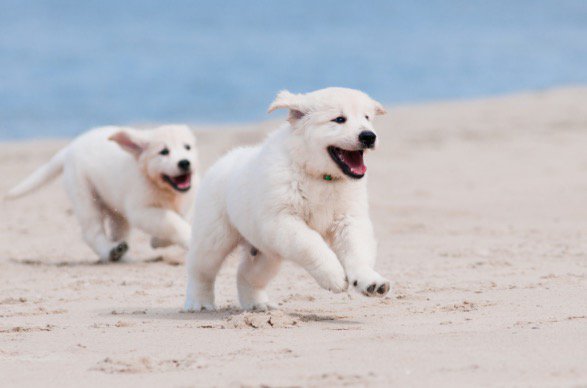 Things4FLppl's tweet photo. In honor of National Puppy Day here are some puppies on the beach in Florida https://t.co/7rwrWSZvvm