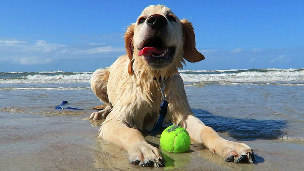Things4FLppl's tweet photo. In honor of National Puppy Day here are some puppies on the beach in Florida https://t.co/7rwrWSZvvm