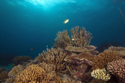 EquatorMv's tweet photo. Visit Equator- Diving, Equator Village, Addu GAN https://t.co/Ng8dld0LAg
