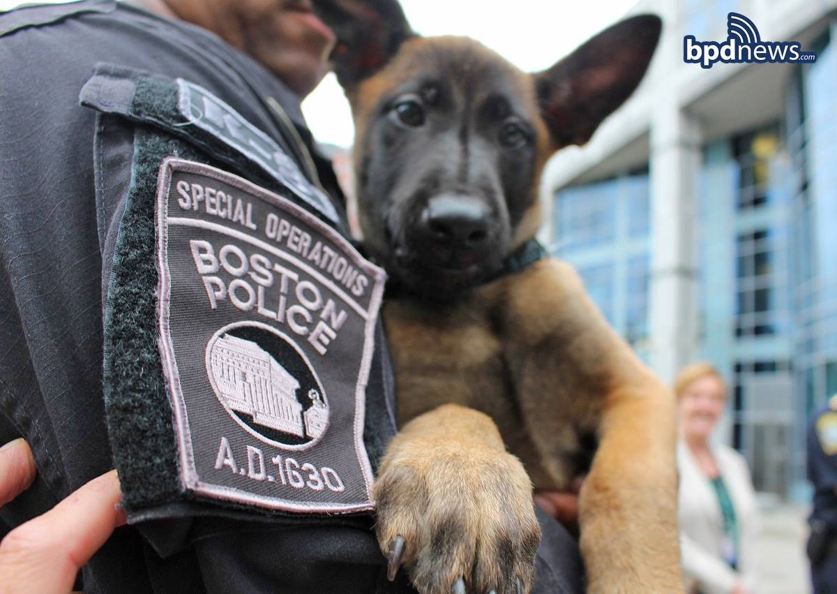 bostonpolice's tweet photo. In recognition of #NationalPuppyDay - we give you an old photo of Viggo - one of the #BPD's trusted canines!!! https://t.co/i4RuiTEgDN