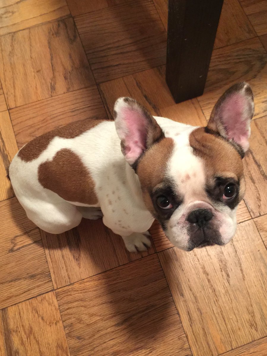 michaelhtan's tweet photo. #NationalPuppyDay #ronniethefrenchie @lapetiteepicure https://t.co/fAiLnHLuSM