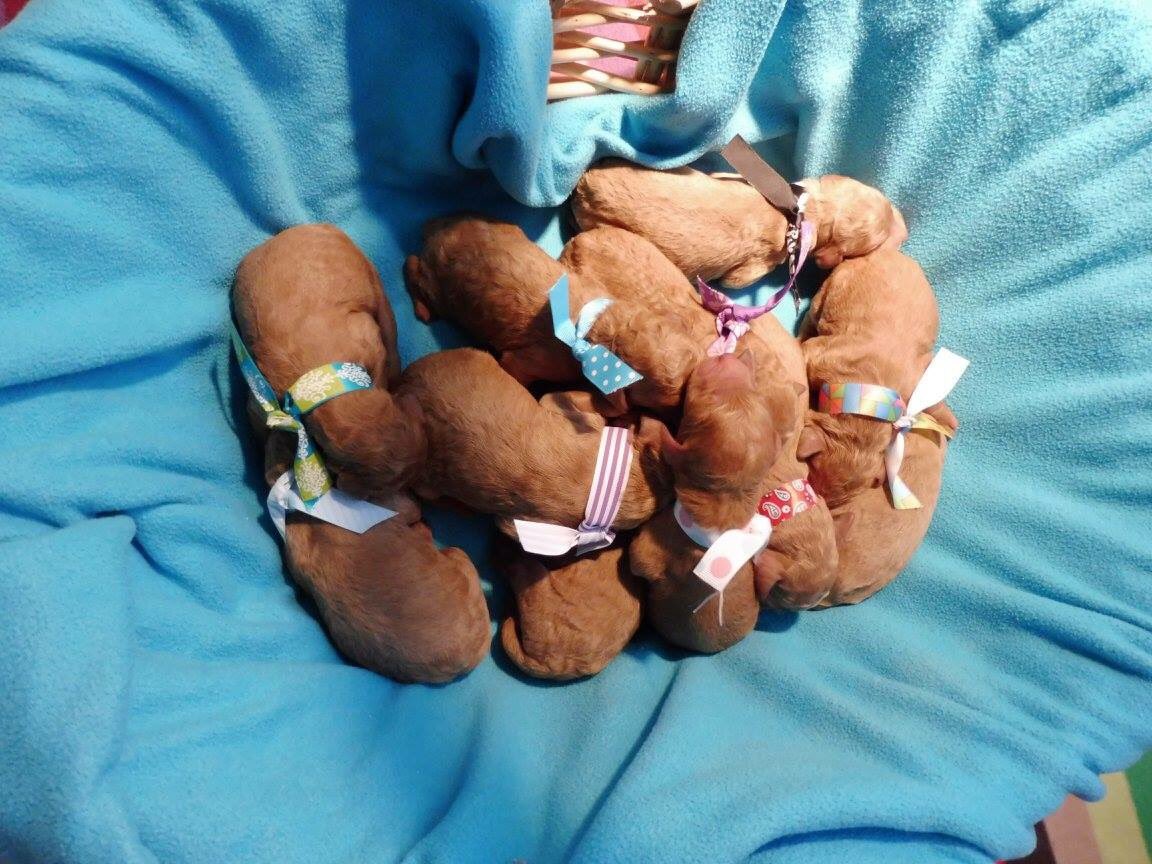 National puppy day!! Hoping to take one of these home in 8 weeks!!