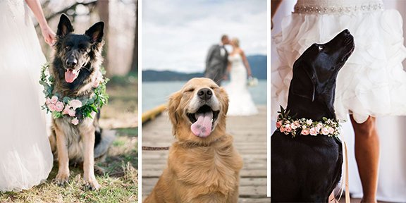 thevowproject's tweet photo. It's a ruff life being so cute | enjoying #nationalpuppyday with some adorable #weddings that feature couples pups https://t.co/qiXvhqiqUY