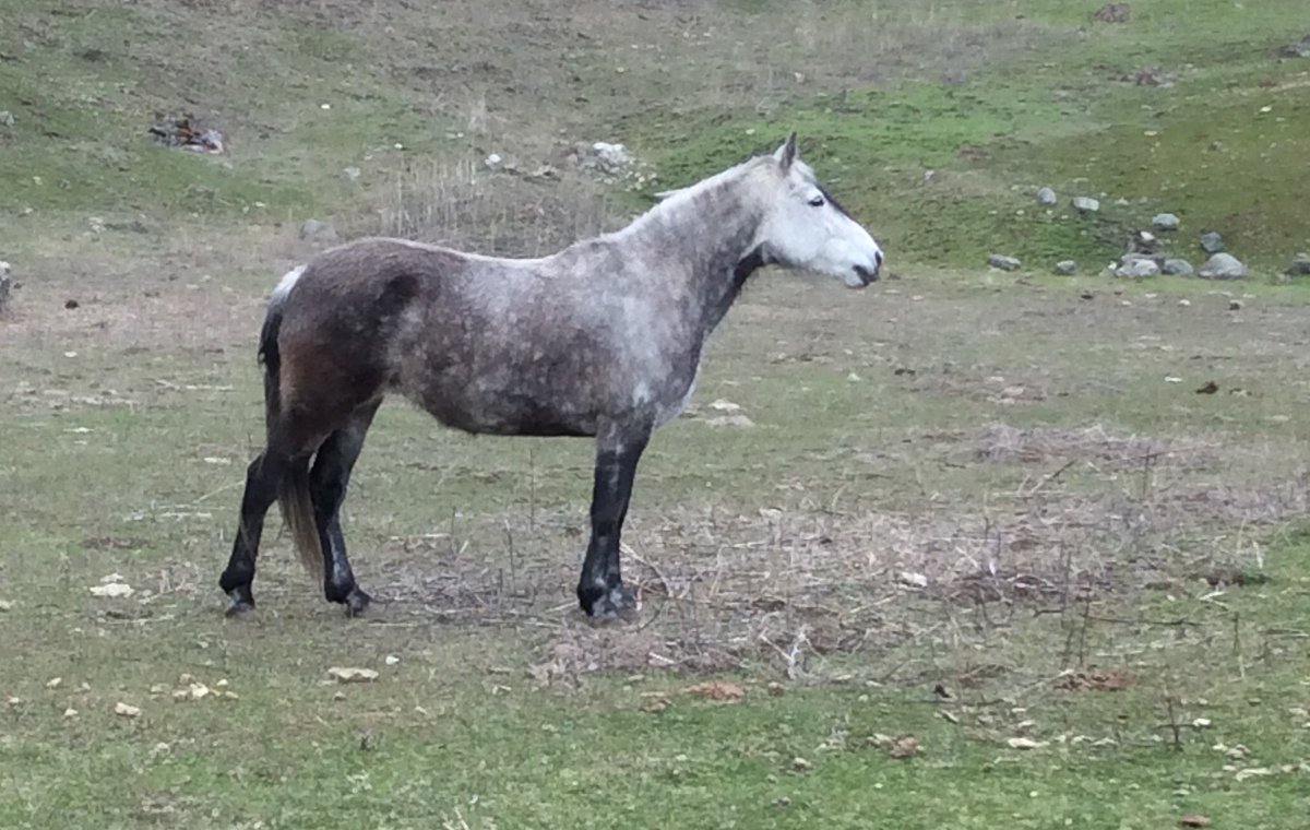 marchador's tweet photo. Rosa de Lazy T (Tabatinga Monitor X Tabatinga Rota)  #mangalargamarchador #marchador #horse https://t.co/XT3ZcGbrQO