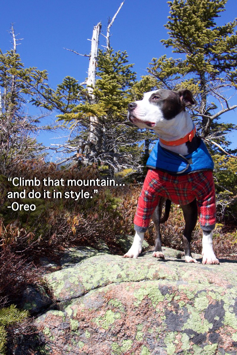 1MinHikeGirl's tweet photo. Here's an inspirational message from Oreo for #NationalPuppyDay #hiking #outdoors https://t.co/ltksurGAkm