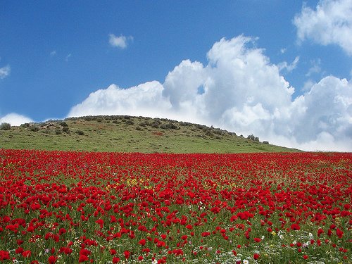 Afghan Embassy DC on X: "Mila Gul Surkh/Red Tulip is the principal festival for #NowrozInAfghanistan celebrated durng the 1st month of the yr https://t.co/QQckM1SgFB" / X