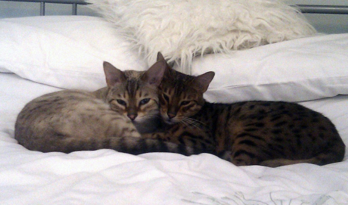 SurePetcare's tweet photo. Eddie & Sammy can relax because their home is protected by their SureFlap Microchip Cat Flap #SurePet https://t.co/8IOPlpBlyq