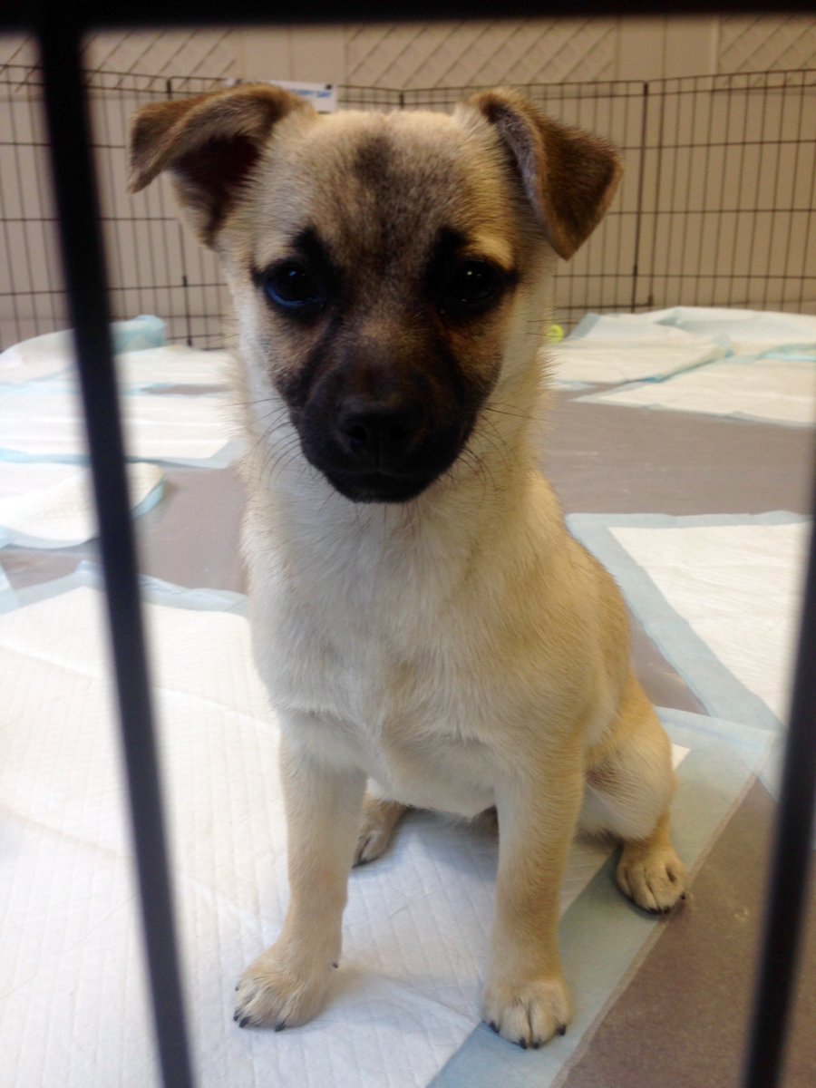 abc7newsbayarea's tweet photo. WATCH LIVE: Just 30 more minutes left to watch our live puppy cam! https://t.co/VFCHYJDR4b #NationalPuppyDay https://t.co/qDsfLQ5XQx