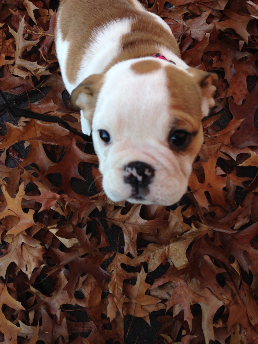 2Mpup's tweet photo. Happy #NationalPuppyDay ! Look at me when I was a little pup. https://t.co/0sobIrDtXz