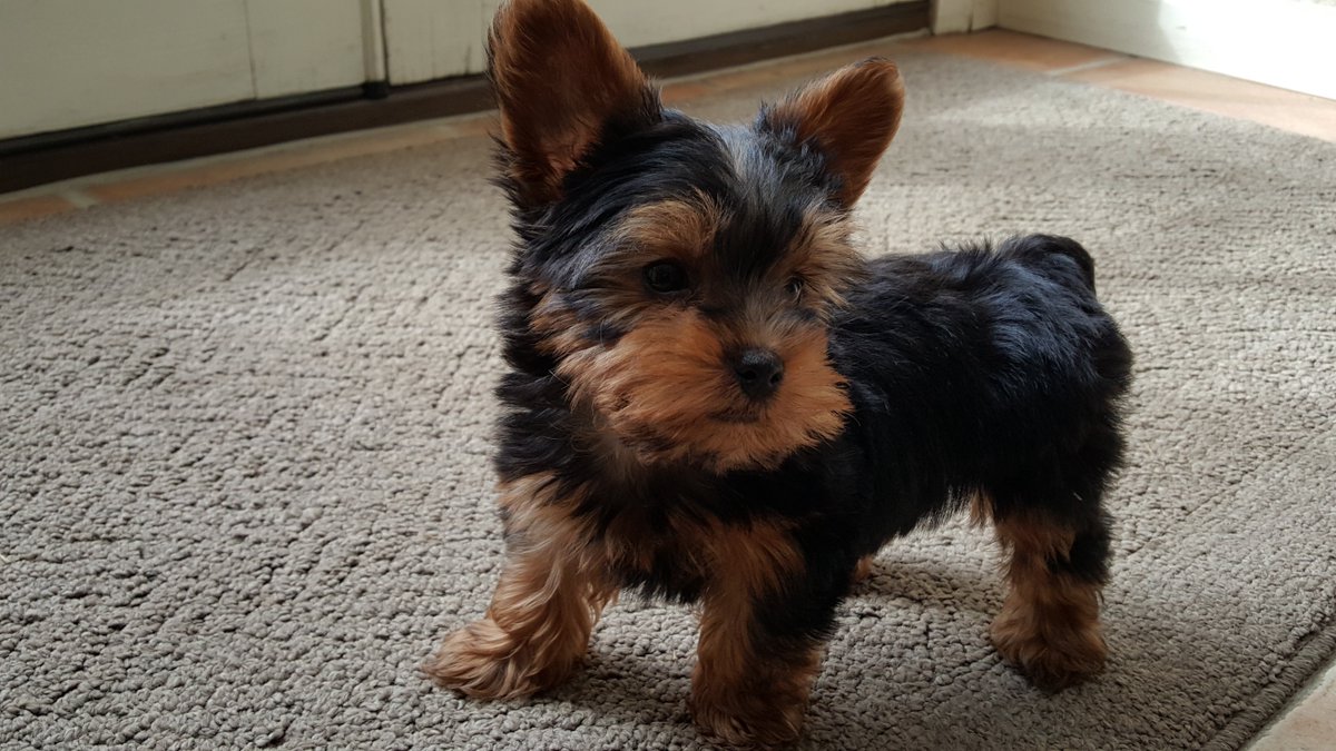 uroute's tweet photo. Meet the newest member of the @uroute team. Happy National Puppy Day! https://t.co/j4x9dZTG0S