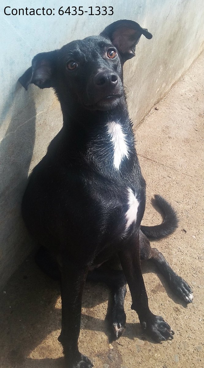 Esterilizados, en adopción💛 @fundasis <a href="/quinnannette/">Annette Quinn</a> @RobaMorena <a href="/FeriaYoReciclo/">Feria Yo Me Reciclo</a> <a href="/PatasyPies/">Patas y Pies</a> <a href="/PatasPanama/">Patas Panama</a> <a href="/fundatpty/">Fund. Agua y Tierra</a>