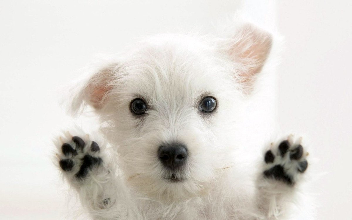 _Barkery's tweet photo. HAPPY #NationalPuppyDay ! https://t.co/9PWJca8Npe