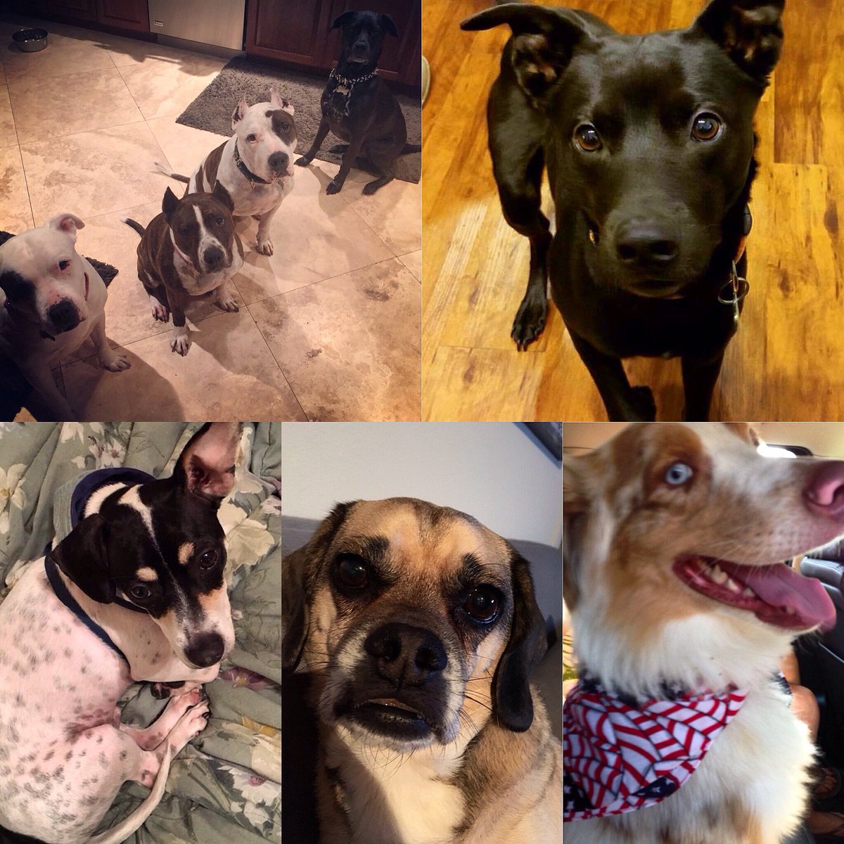 helpdotcom's tweet image. Happy #NationalPuppyDay from #TeamHelp (and Pants, Peanut, Patriot, and Gator)