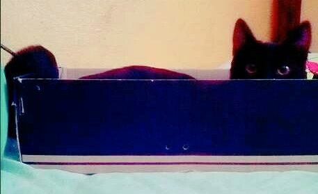 Acosta22Zoe's tweet photo. El conduce su caja con cuidado por su seguridad y la de los demás :D  #SeguridadVial https://t.co/tGMNFcfaTb