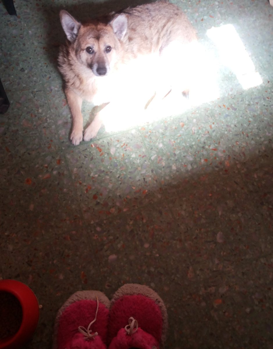 BrendaFernandda's tweet photo. Bolti robandose el unico rayito de sol que entra en la cocina ☀😍🐶 #EsSolar #Loading #CopiudoDeWall-e https://t.co/LtVeSnHlG8