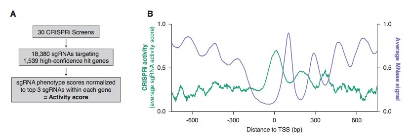 Nucleosomes impede Cas9 access to DNA in vivo and in vitro.