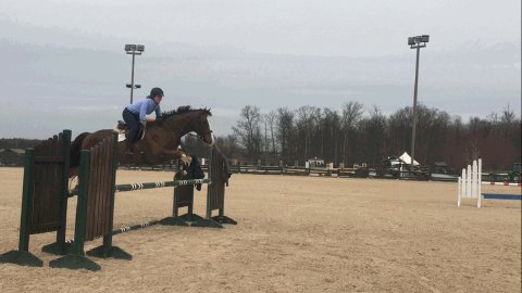 _Madisonh_'s tweet photo. Had a great jump school today with the nugget #GiantTalent #ottb https://t.co/oswB75DxET