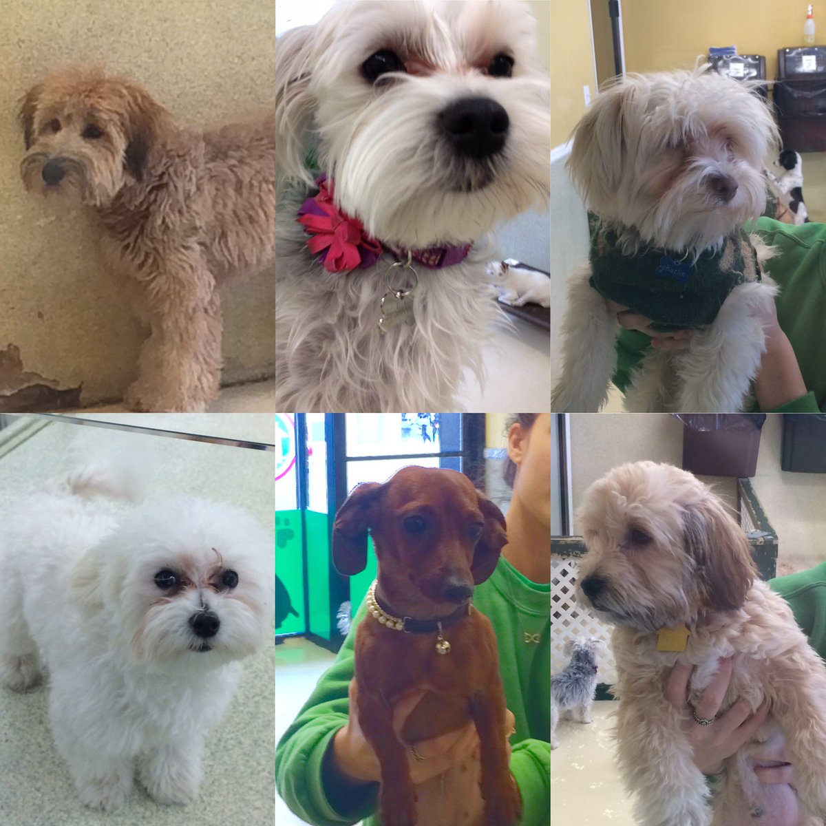 RubyandJacks's tweet image. Our little pups would like to say Happy #NationalPuppyDay ! How cute are they?!