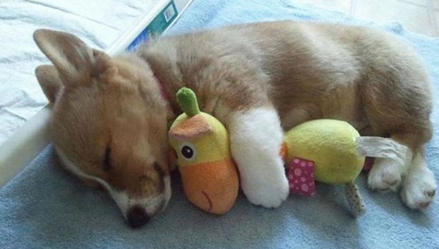 CustestCorgis's tweet image. Happy #NationalPuppyDay !!! Love this sweetness!!