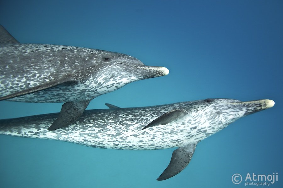 The <a href="/DolphinSafeOrg/">Dolphin Safe Tuna</a> label, which save thousands of dolphins per year, has been strengthened: savedolphins.eii.org/news/entry/us-…
