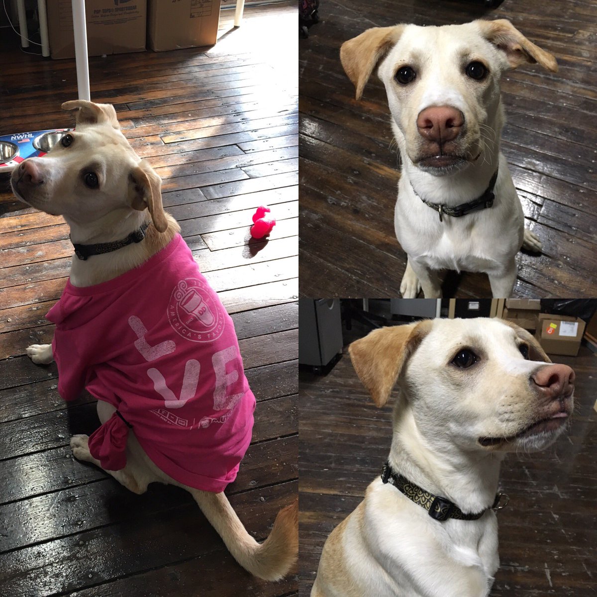 PHF's tweet photo. Happy #NationalPuppyDay from @TuckerNWHL! His favorite things are @DunkinDonuts and stealing pens from @JenScrivs 🐶 https://t.co/QUdjSydKGP