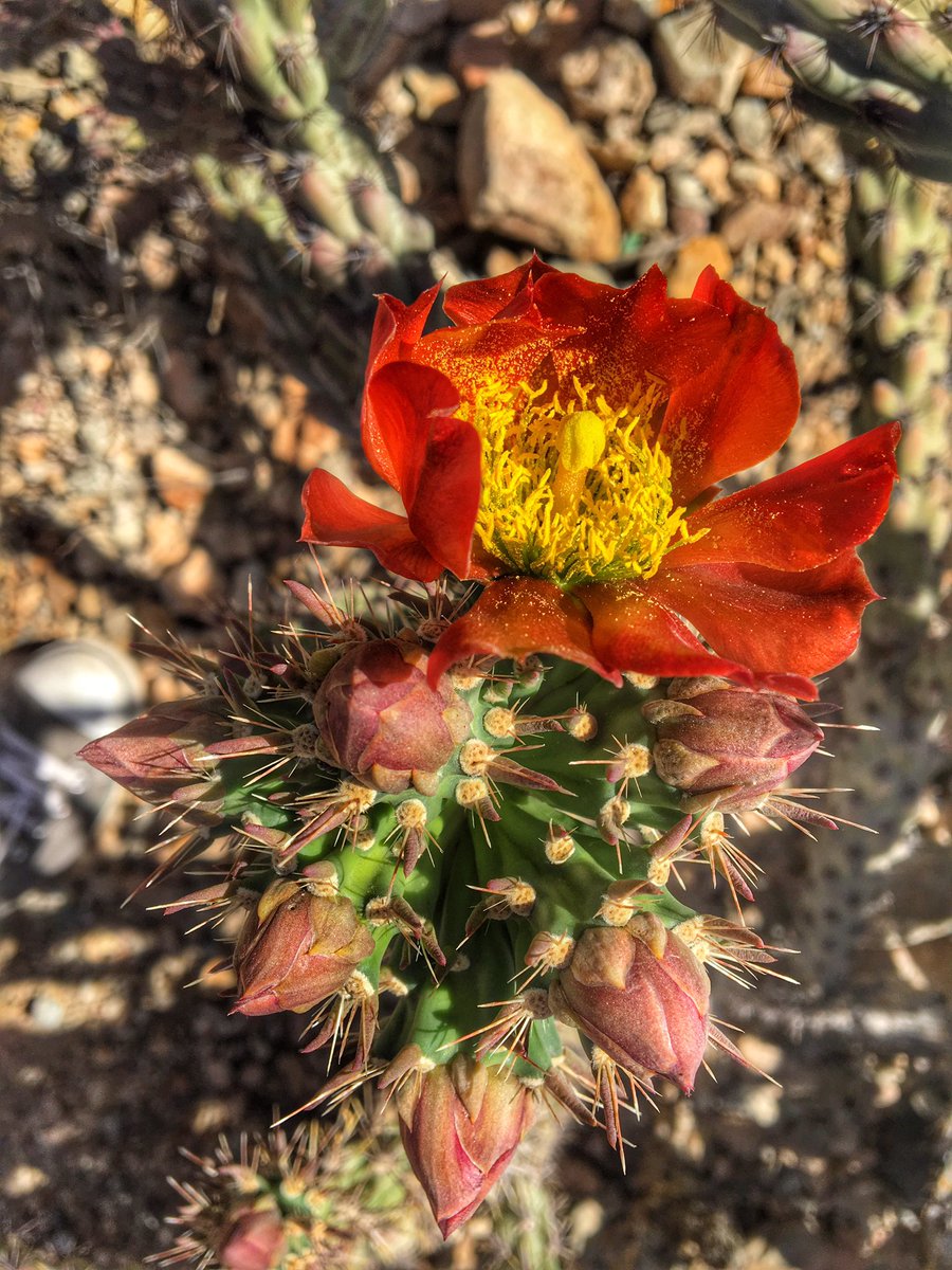 Nat_Prunet's tweet photo. #cactus #flowers @ Desert Museum
#plantrepro2016 #desert #plantscience #botany #saguaro #arizona #sonorandesert https://t.co/5oszn8fiMH