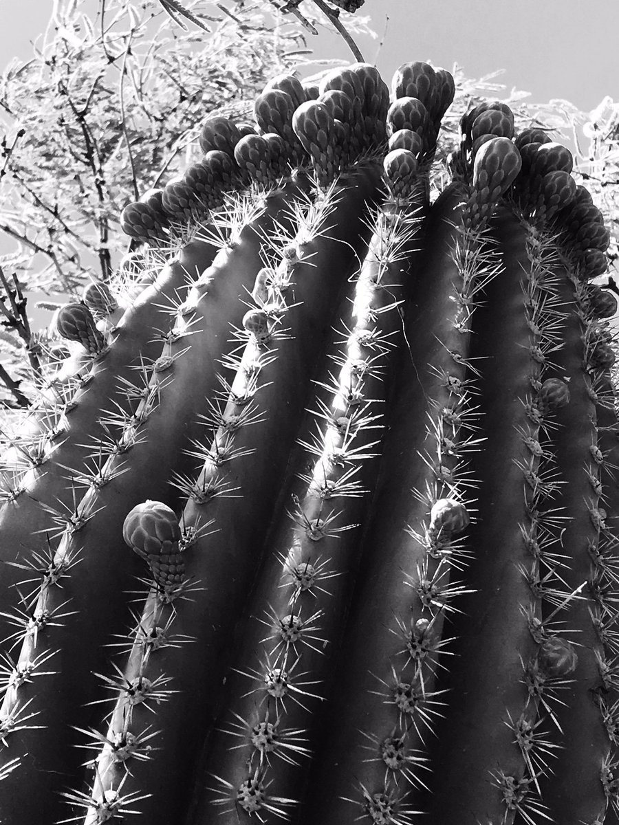 Nat_Prunet's tweet photo. #cactus #flowers @ Desert Museum
#plantrepro2016 #desert #plantscience #botany #saguaro #arizona #sonorandesert https://t.co/5oszn8fiMH