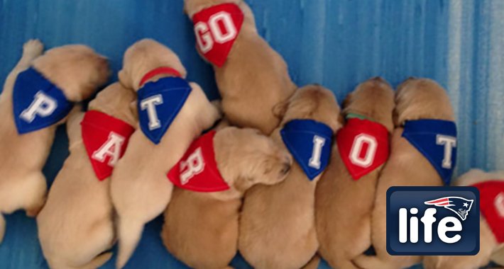 Patriots's tweet photo. Check out a few Pats &amp; their pups on #NationalPuppyDay: https://t.co/L0M0GOTXuf https://t.co/pFeLyrzPDy
