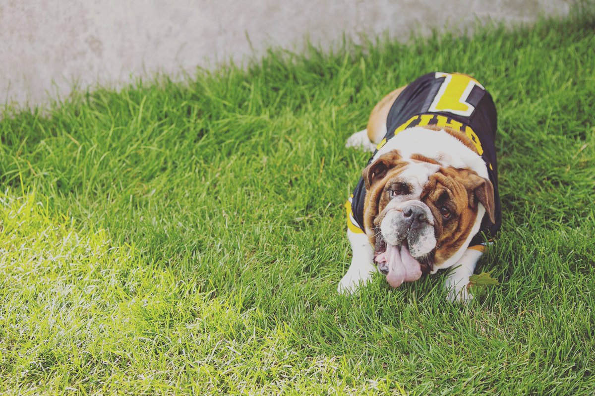 AdrianCollege's tweet photo. Happy #NationalPuppyDay to our favorite dog on campus, Bruiser. 🐶 https://t.co/B2TRrPB2UJ