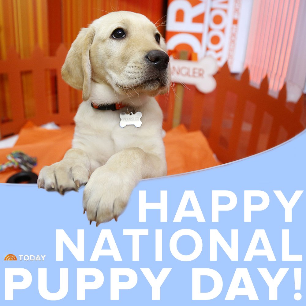 TODAYshow's tweet photo. Happy #NationalPuppyDay! https://t.co/4h2WmjVvgX