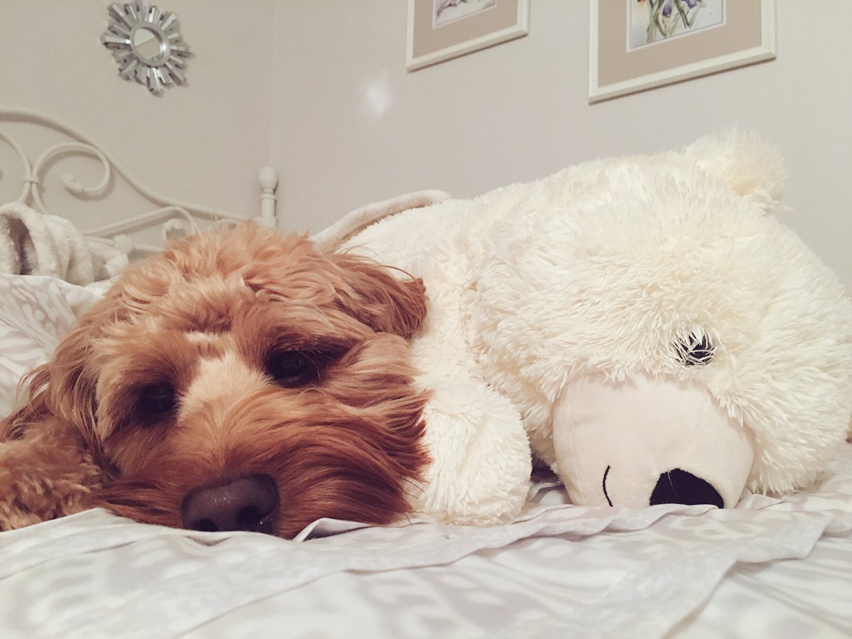 kaylenekessler's tweet photo. My pup loves polar bears as much as I do! #InternationalPuppyDay #BFF https://t.co/N10GOlziVC