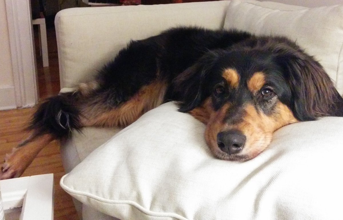 newaetech's tweet photo. Giving #NewAE Q.A. Manager, Luna, a well-deserved break on #NationalPuppyDay https://t.co/qxqrAiX2TY