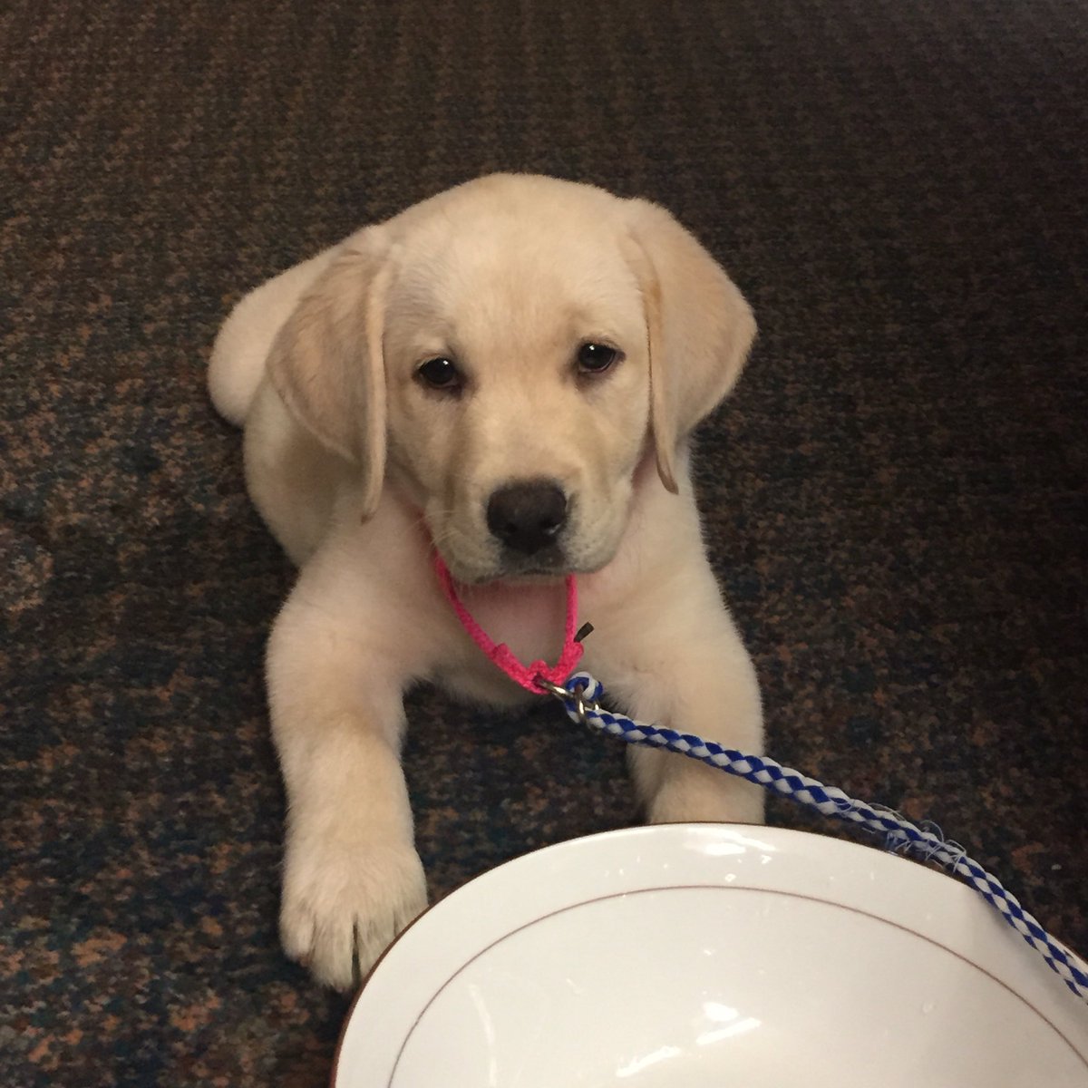 jmapromo's tweet photo. We remember when a certain furry friend would come visit us! @audiotreemusic #NationalPuppyDay https://t.co/cpgt5ajKSi