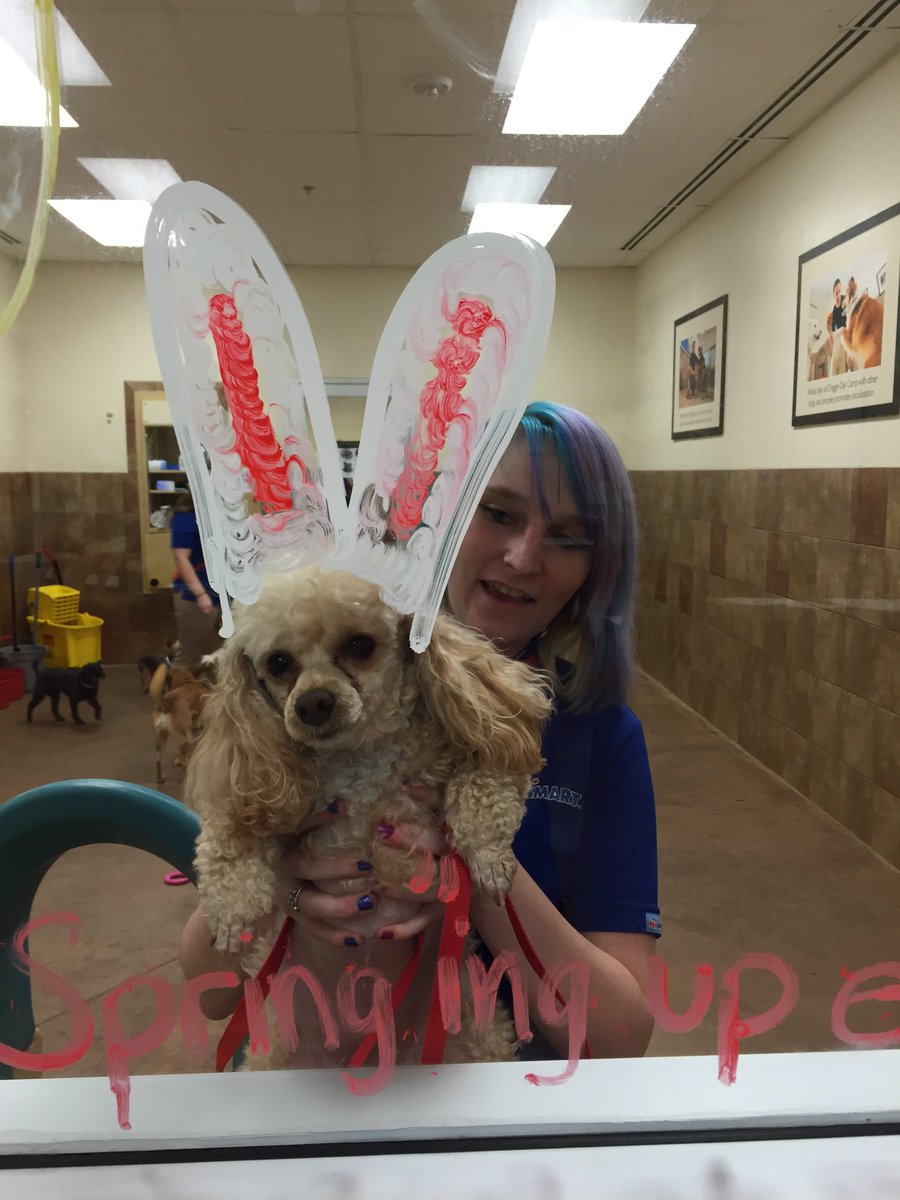 Bring your dogs to day camp at the Cotswold Petsmart and help us celebrate spring! #petshotel #petsmart2124