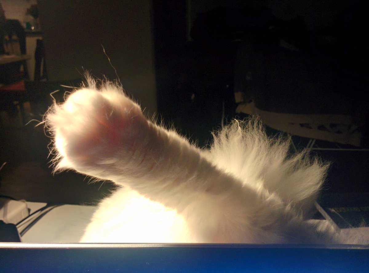 devuwant's tweet image. A great romantic view while learning #catcontent #panorama #codingromance #motivationlevelUP