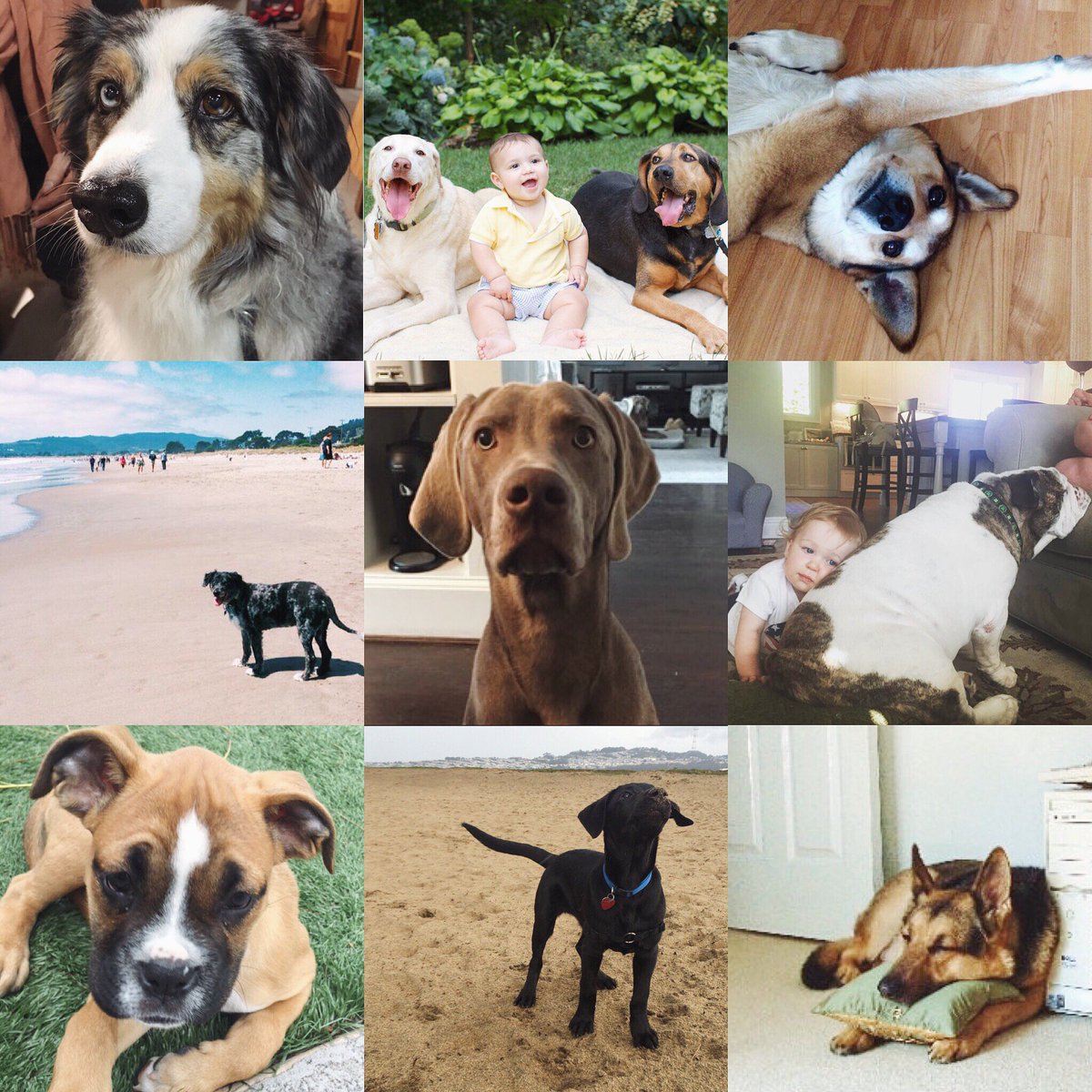 mediamath's tweet image. Happy #NationalPuppyDay from our furriest friends here at #MediaMath! 🐶