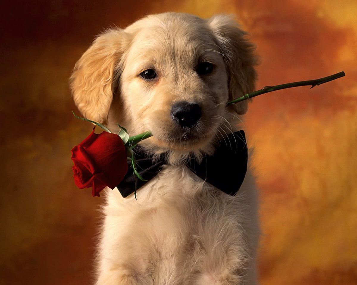 Happy #NationalPuppyDay! Tweet us your favorite #puppy pics using #WorldDogAwards and #NationalPuppyDay! WOOF!