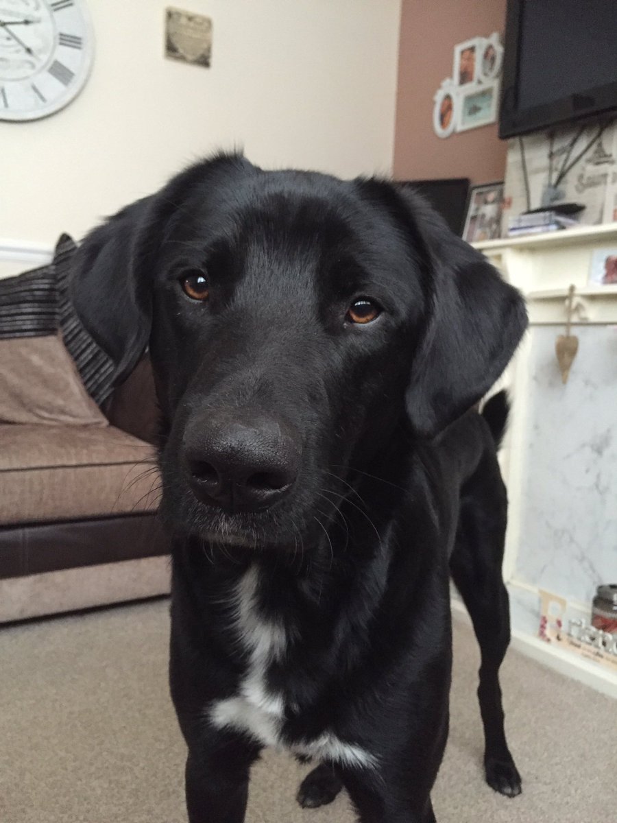 ljbob30's tweet photo. #NationalPuppyDay this my puppy and my #bestfriend too much love for this fella #mybert https://t.co/cbR1QGVYFY